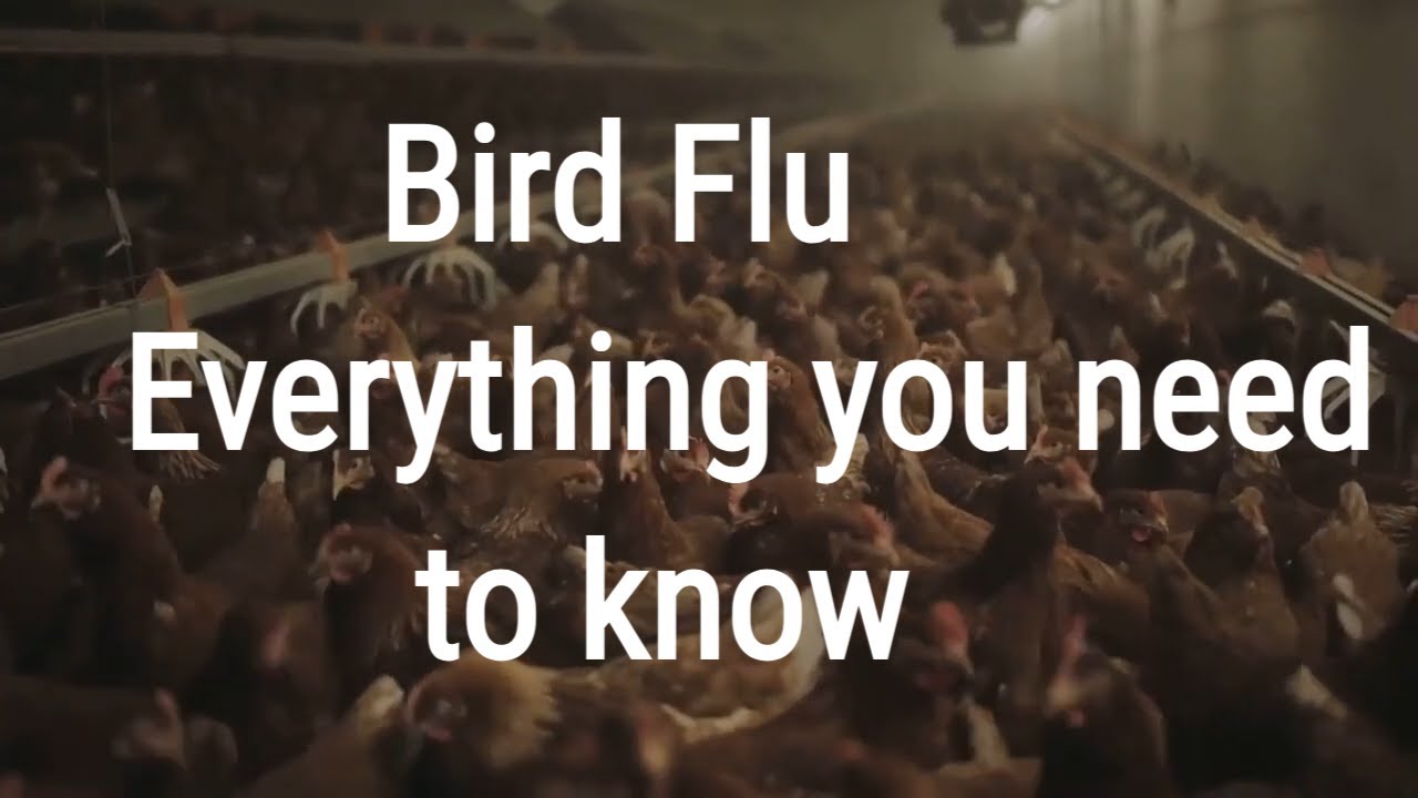 Bird Flu Uncovered : Everything You Need to know about avian influenza ...