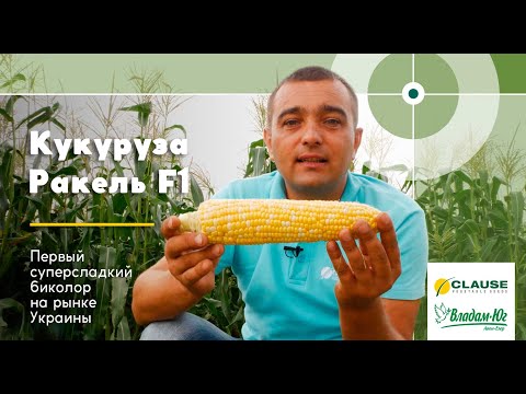 Первая суперсладкая биколор