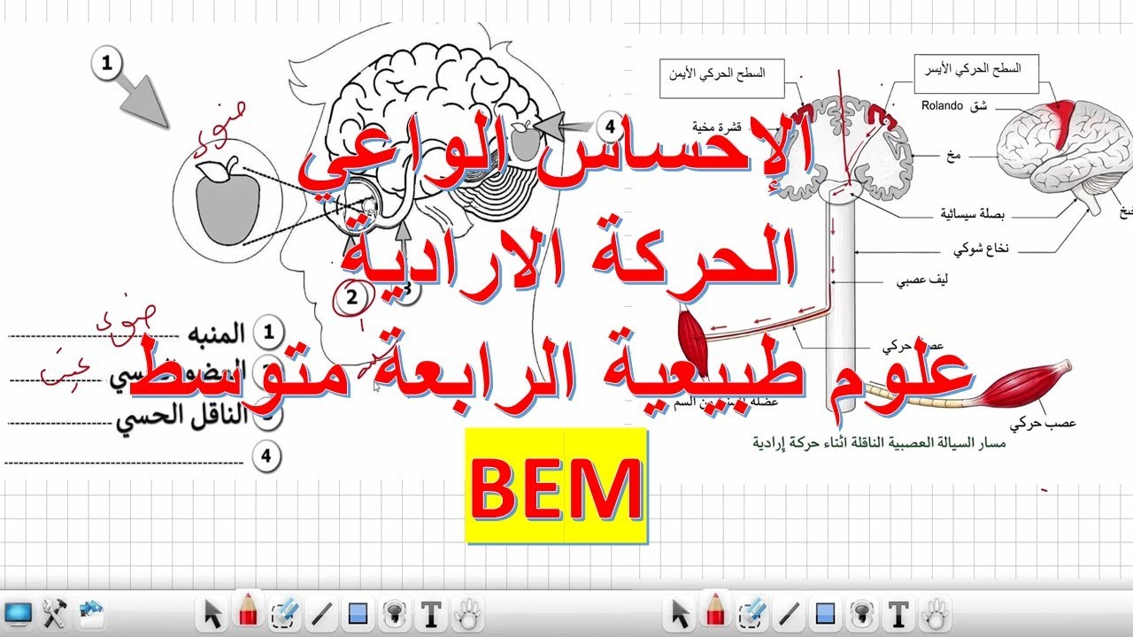 الاحساس الواعي والحركة الارادية علوم طبيعية السنة الرابعة متوسط