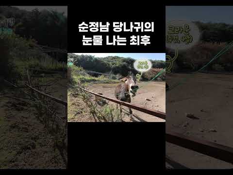 목소리 관리 못한 순정파 당나귀의 프러포즈 결말 #shorts