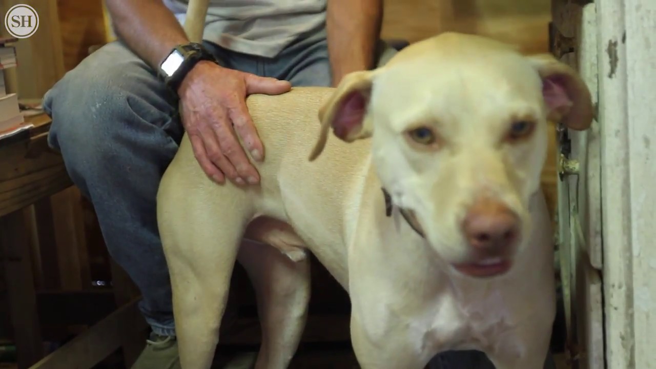 Service dogs help keep veteran with PTSD calm - YouTube