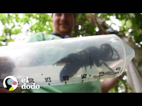 Vídeo: ¿Cuál Es La Abeja Más Grande Del Mundo? - Vista Alternativa