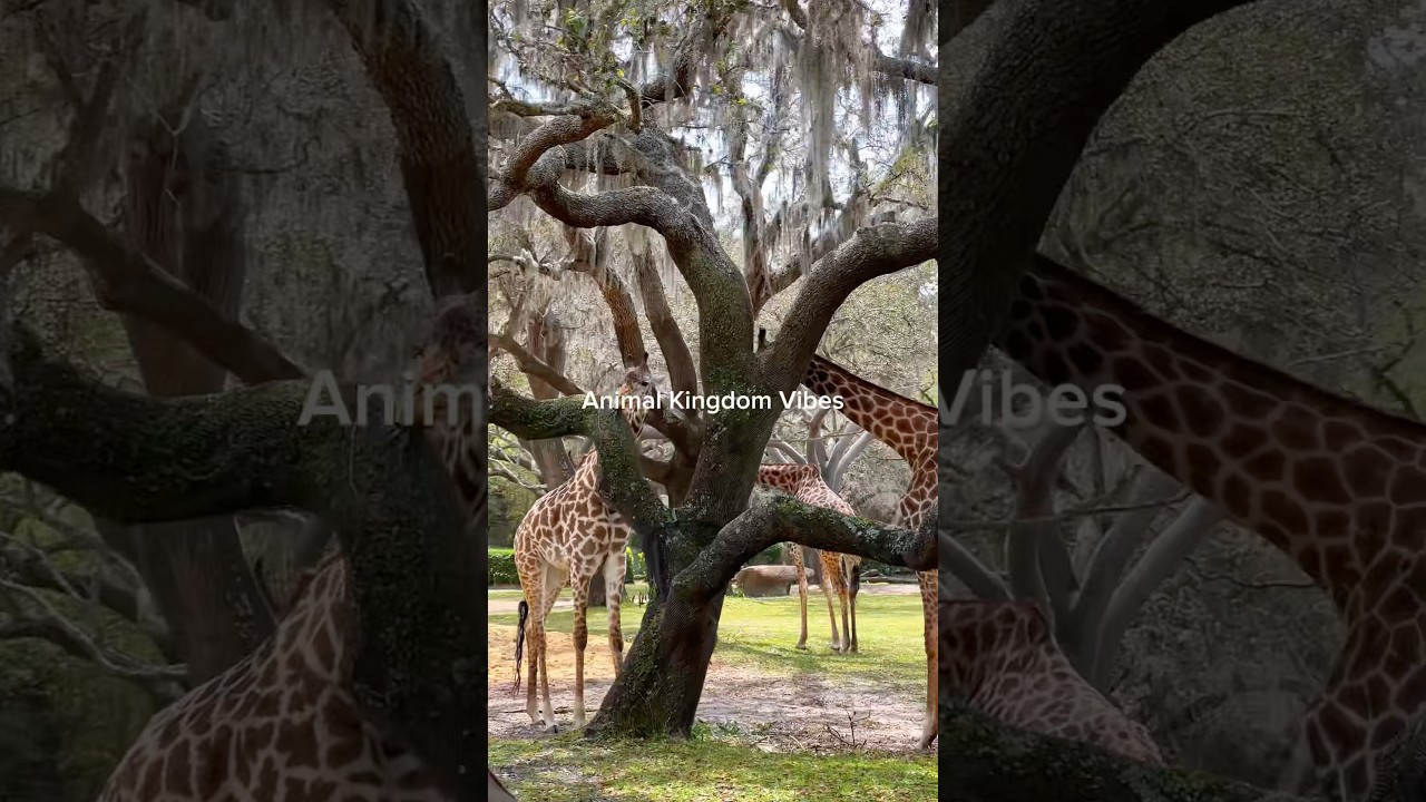 Animal Kingdom is Such a Vibe! 