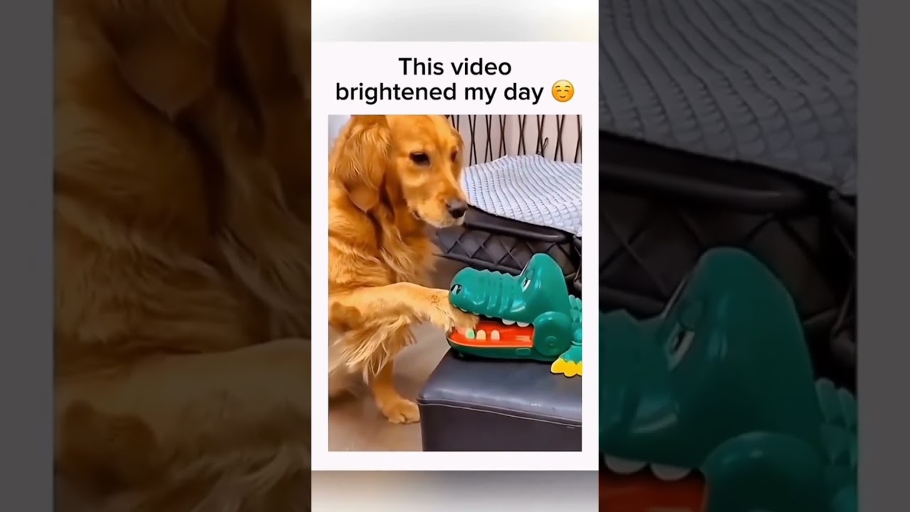 Funniest Dog PT.23 #funny #funnydogs #dogcompilation #compilation #viral #fypシ #dogs  #funnyanimal