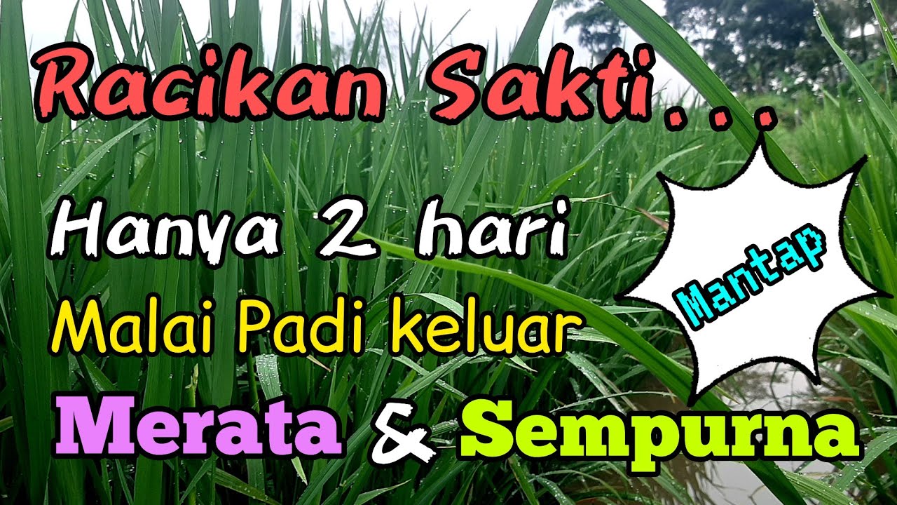 Buktikan Sendiri. Dengan Cara Mudah ini Malai Padi Cepat Keluar Dengan Merata dan Sempurna.