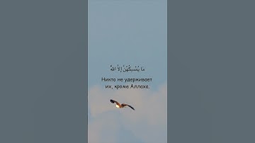 Сура 16. Ан-Нахль (Пчёлы) аят 79🦅 Идрис Абкар #quran #koran #islam #коран #ислам #birds #eagle #sky