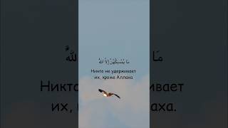 Сура 16. Ан-Нахль (Пчёлы) аят 79🦅 Идрис Абкар #quran #koran #islam #коран #ислам #birds #eagle #sky