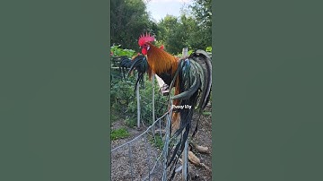 Brown Red Bantam Phoenix Qaib Dib Tw Ntev #reels #shorts #chicken #ayam #gallos #poultry #gamefowl