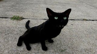 釣り人の後ろで待機する港の野良猫の黒猫ちゃんをナデナデしてきた