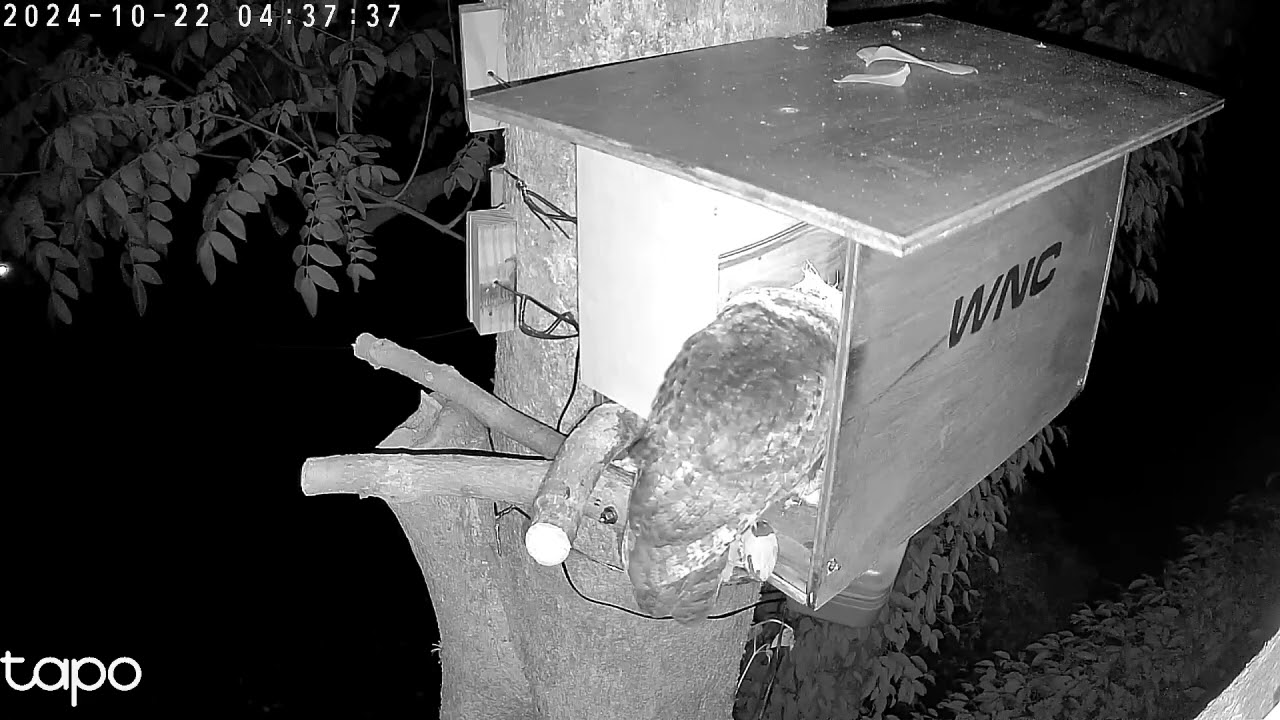 20241022 第一次探巢