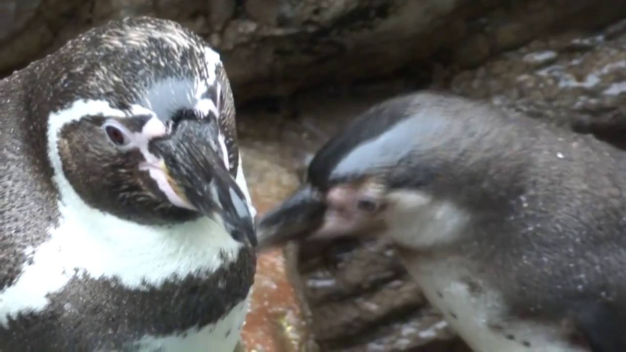 ペンギンの目はここが凄い