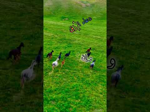 دعاء الر زق و البركة فيه اكسبلور دويتو ايات الرزق البركة الرزاق الجزائر الجمعة  لايك