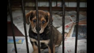 Люди взяли в приюте щенка, но спустя час вернулись обратно : причина вас удивит...