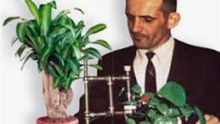 Cleve Backster puts polygraph on plants 2 show that they have consciousness, Tree's walking moving