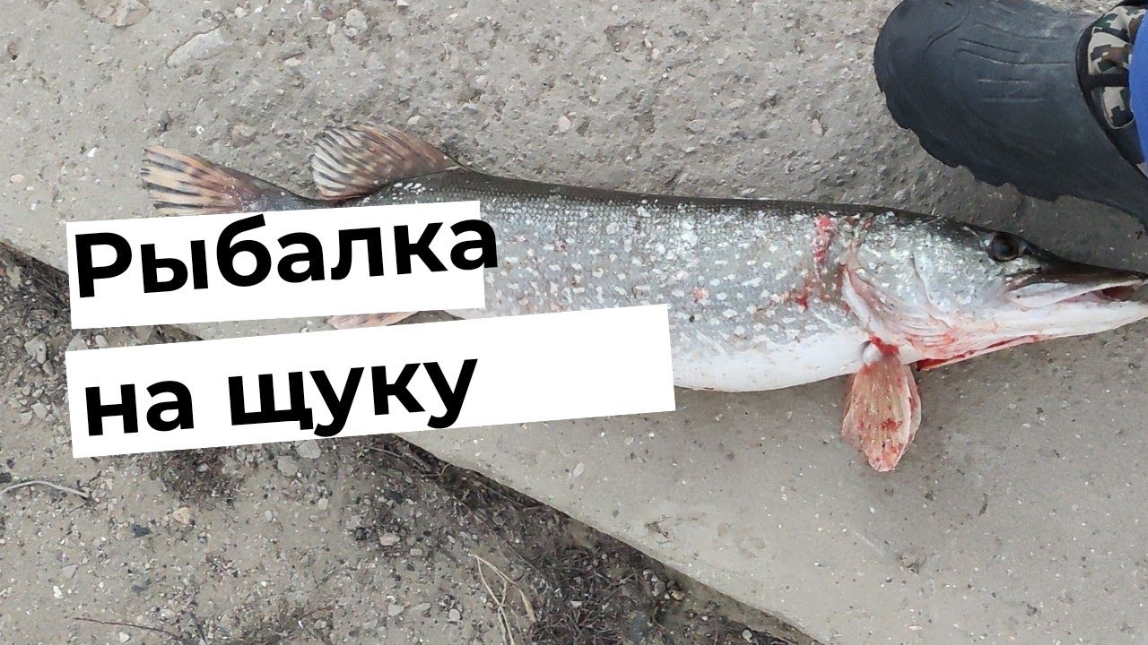ТРОФЕЙНАЯ ЩУКА | ОЧЕНЬ МНОГО ЩУКИ | ШОРТАН | АТЫРАУ РЫБАЛКА БАҚСАЙ ...