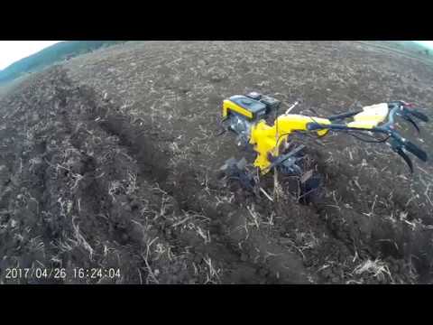 ლობიოს თესვის პროცედურები...საგაზაფხულო თესვა