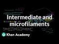 Microfilaments and intermediate filaments | Cells | MCAT | Khan Academy