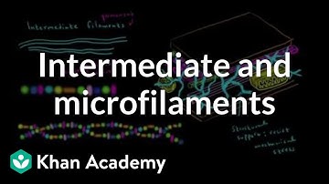 Microfilaments and intermediate filaments | Cells | MCAT | Khan Academy