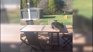 French Bull Itchy Butt On The Table 😂😂