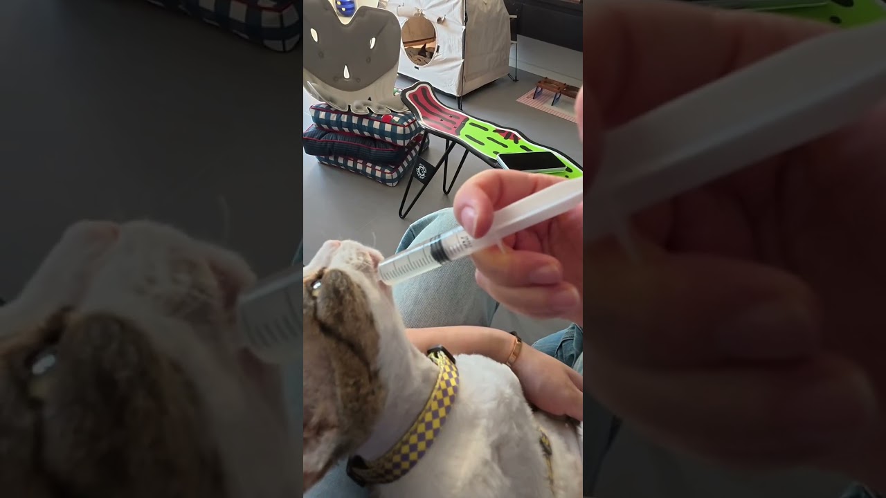 vlog.55 A late but arriving video back home wishing everyone a ble harvest of health and w