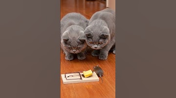 Cats: The cheese is ours, mouse, dare to take it! 🐱🐱🧀Mouse: You watch the trap, I’m the expert! 🐭😂