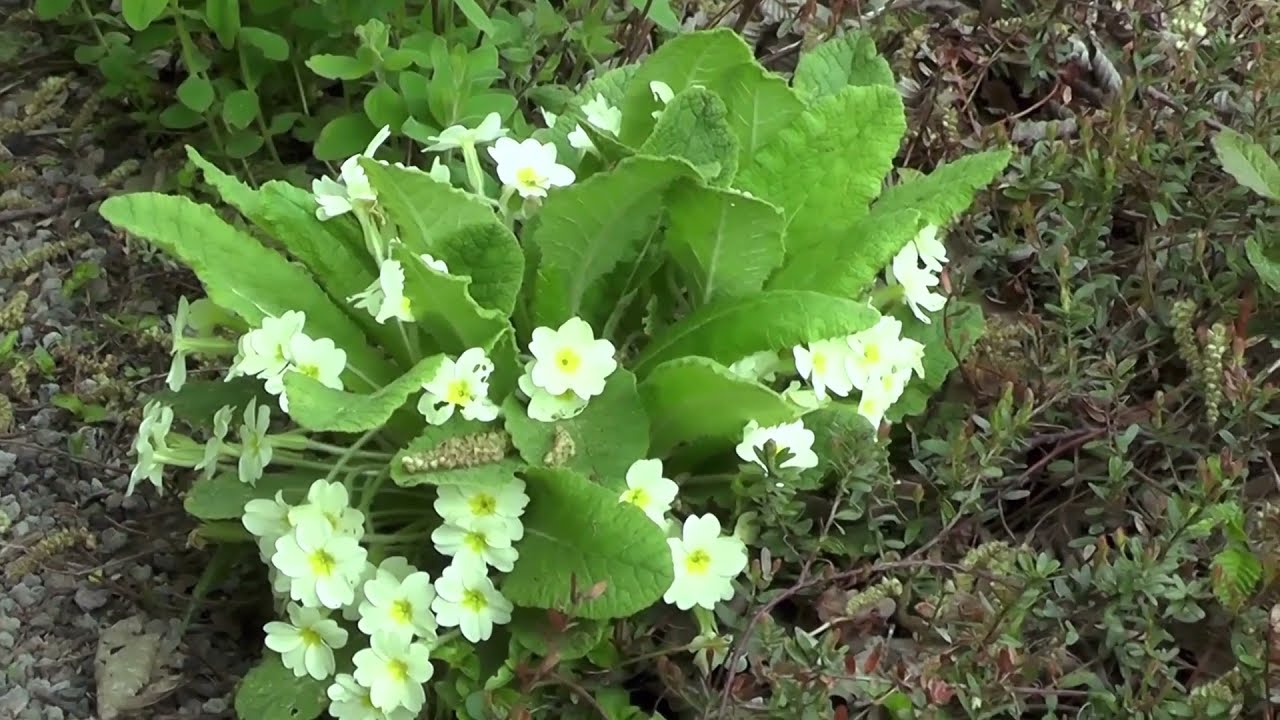 Heemparken Amstelveen
