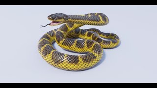 Rattle Snake 3D Model Game Ready - Team 3d Yard