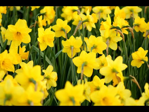 The daffodil principle
