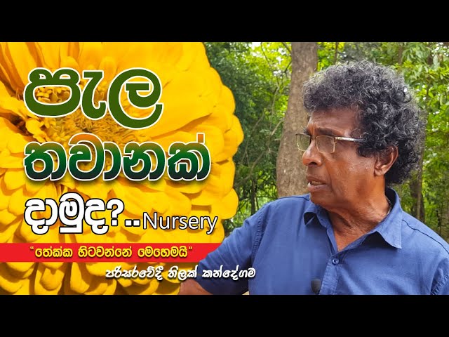 පැල තවානක් දාමුද? - තිලක් කන්දේගම / Plant Nursery Tips - Sri Lanka