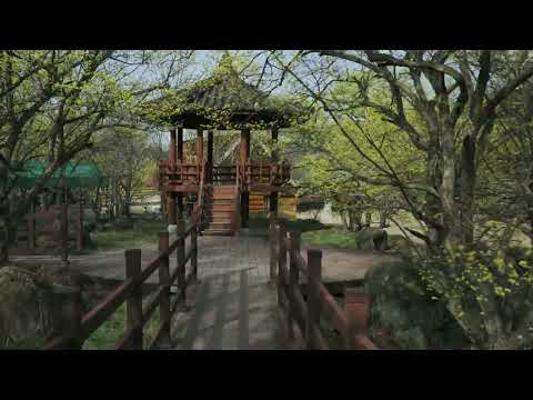 [Korea Walk] 봄맞이 하는 노란빛 구례 산수유 마을 워킹 Yellow Flower Village  in spring,  Gurye, Korea.