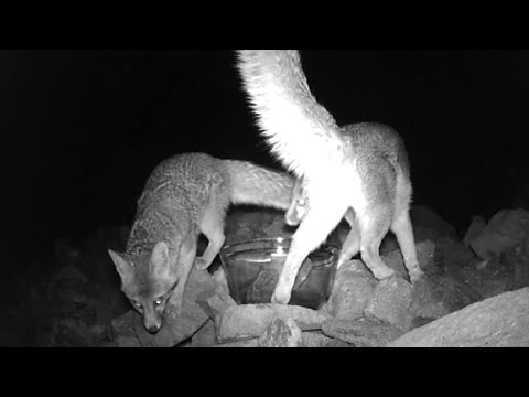Looks like the fox found a mate.