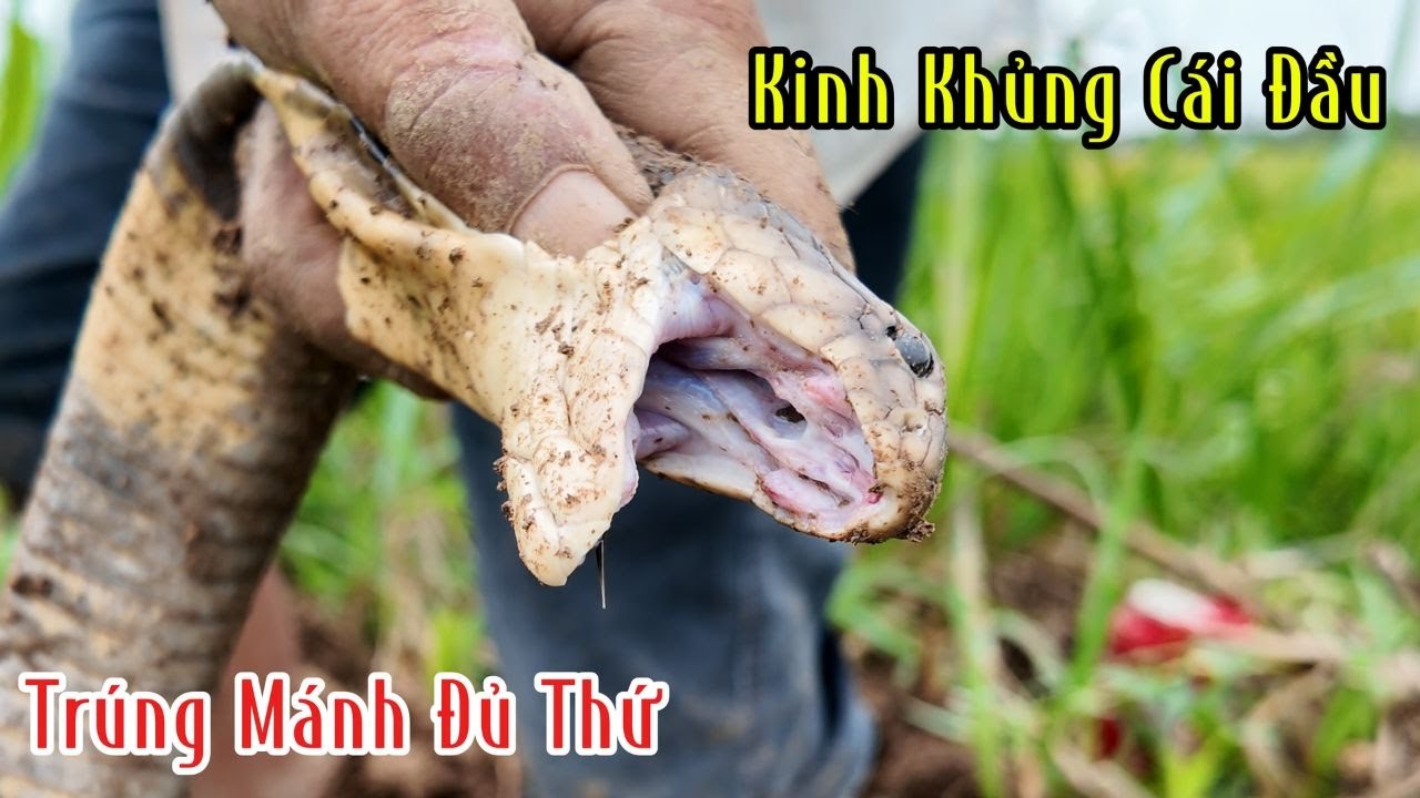 Thả 2 Con Tép Bắt Lại Được Con Tôm Hùm Chà Bá | Mười Thương Săn Bắt