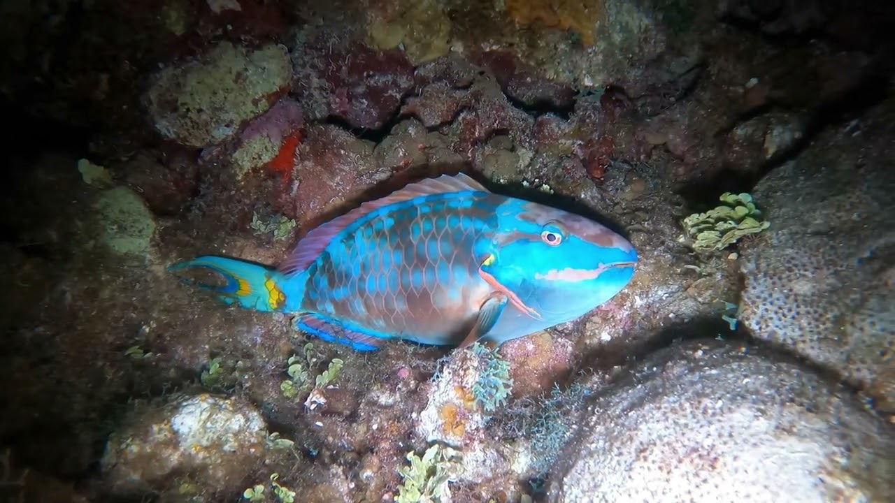 Cayman Version #1 Night Dive