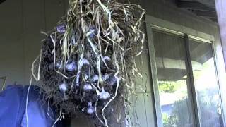 *THE BEST WAY TO GROW AND USE GARLIC OUT OF A BARREL!!*