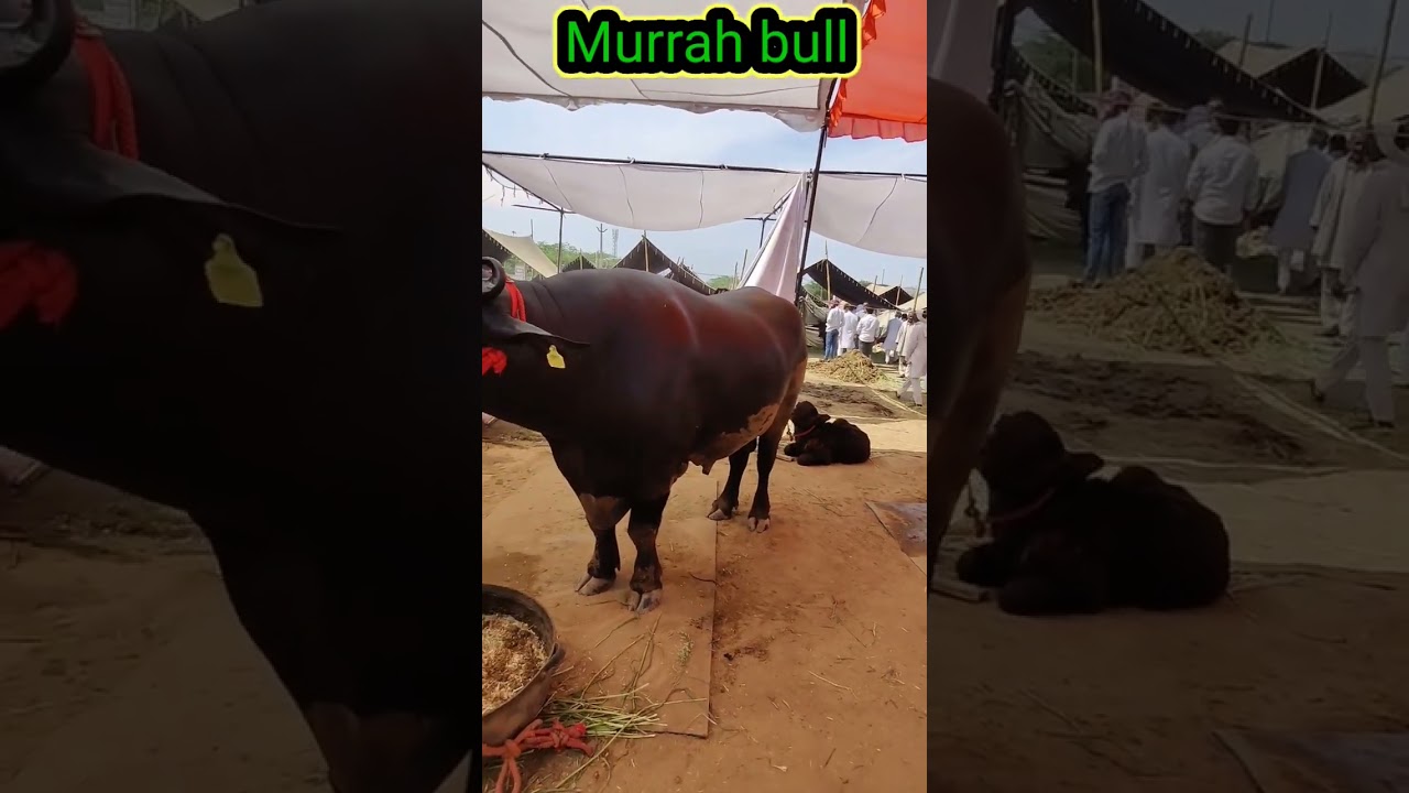 Meet the Murrah Bull: India's Most Viral Animal!