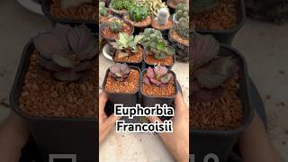 Repotting Euphorbia Francoisii 🌵 #cactusgarden #euphorbia #euphorbiafrancosii #succulent #cactus