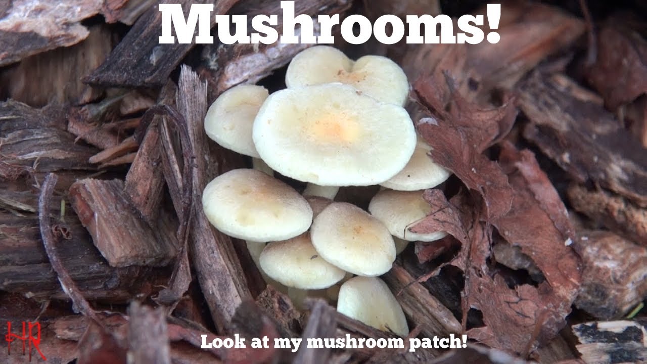 ⟹ грибы, мои древесные стружки делают много грибов!