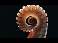 morph Launches the World’s First Shapeshifting Soft Robotics Cells Platform to Bring Physical AI...