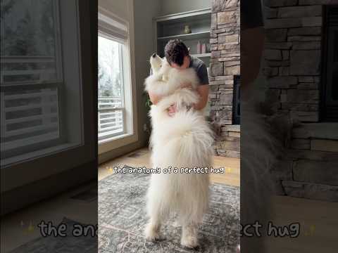 A hug that heals, a hug that makes you feel whole again ❤️🥹#wholesome #dog #samoyed