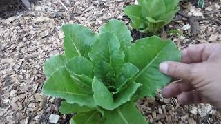 Garden Tour June 2016