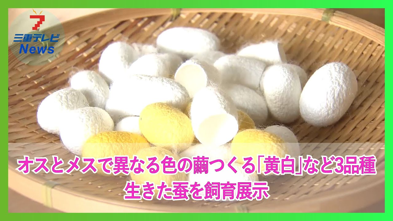 繭とさなぎの違い。 _ 繭と蛹の違い _ 製糸工程のあらまし-生糸を作るには- – SCIRO