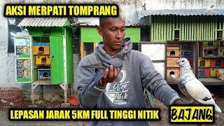 MERPATI RUMAHAN TINGGI FULL NITIK ❗ BAJANG