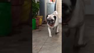 Pug funny video 🐾🕸️ #pug subscribe#