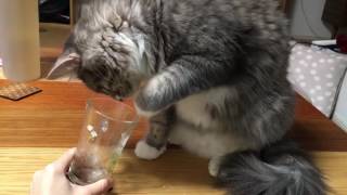 必死にコップ中身を取り出そうとする猫 ノルウェージャンフォレストキャット Desperately take out the contents. Norwegian Forest Ca