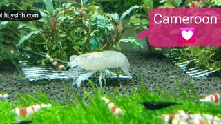 Cameroon Shrimp - Aqua Home Sieuthithuysinh.com