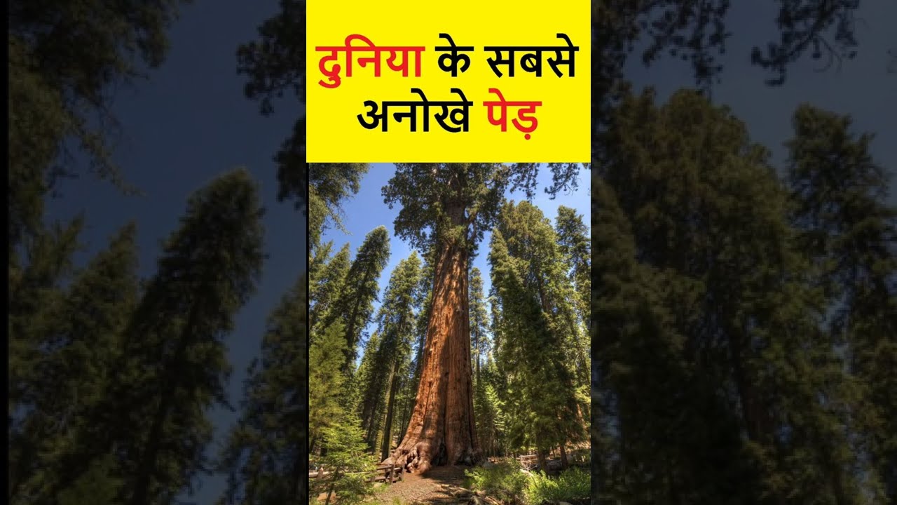 दुनिया के सबसे अनोखे पेड़🌳 | World`s most strange trees | Amazing Unknown Facts | 