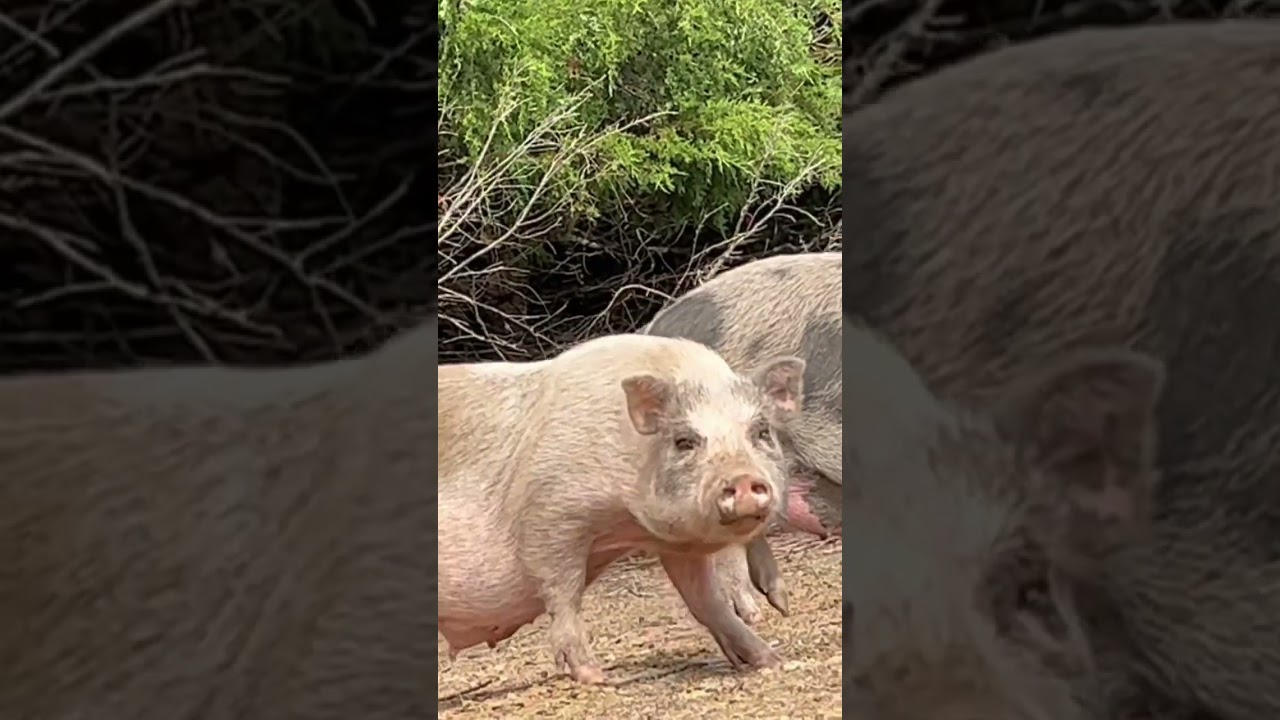 Unexpected Morning Meditation with Sheep, Cows, and Pigs 