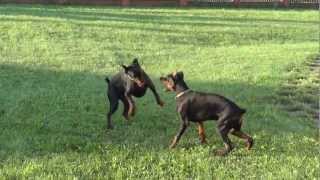 Dobermans playing -- Играющие доберманы