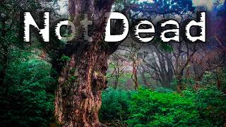 Disturbing Japan Stories That Will Keep You Awake At Night...
