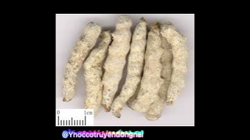Giới thiệu Vị Thuốc Đông Y Bạch Cương Tằm - Y Học Cổ Truyền Đồng Nai #yhoccotruyen #dongy #yhoc